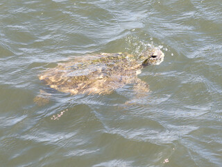 Fototapeta premium turtle swimming in the sea