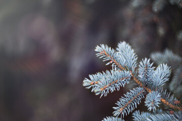 Christmas tree branch close-up with space for text. New year greeting card with a copy of the space.