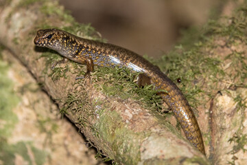 Blue-speckled Forest Skink basking on rainforest log