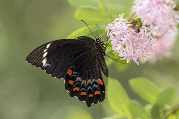 Orchard Butterfly feeding on flower nectar