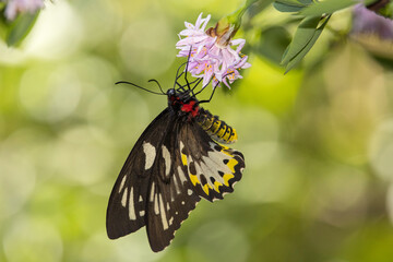 Male Richmond Birdwing Butterfly feeding on nectar at a flower