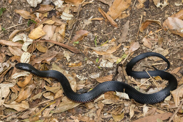 Red-bellied Black Snake on forest floor
