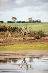 tree in the field reflected