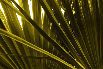 Abstract textural background of palm leaves. Natural pattern from tropical leaves.