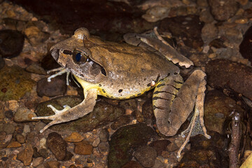 Fleays's Barred Frog in rainforest stream