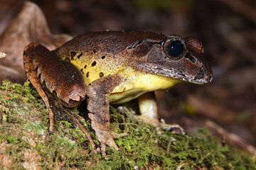Fleay's Barred Frog resting on rainforest floor