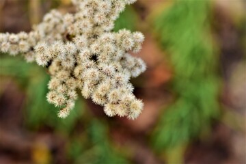 Withered shrub against a gray-green blurred background