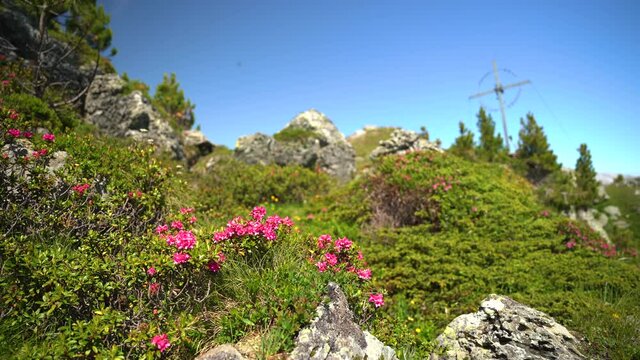 Almrose Tirol 