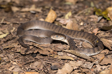 Rough-scaled Snake with opaque eyes prior to sloughing skin