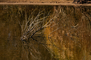 Reflected branch