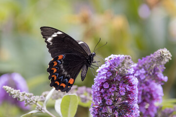 Orchard Swallow-tail Butterfly feeding on nectar at a Buddleia flower