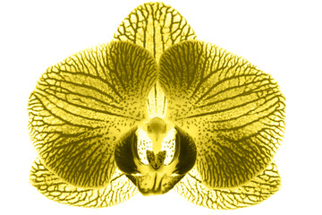 Orchid flower on a white background blue phalaenopsis background