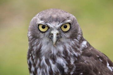 Close up of captive Barking Owl