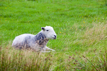 Sheep relaxing in field