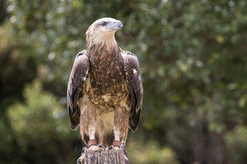Captive Juvenile White-bellied Sea Eagle