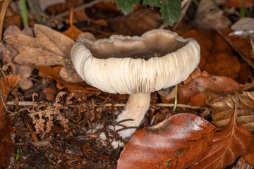 woodland mushroom 1