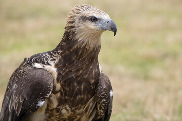 Captive Juvenile White-bellied Sea Eagle