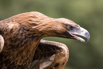 Close up of captive Wedge-tailed Eagle