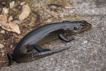 Land Mullet Lizard basking on a rock