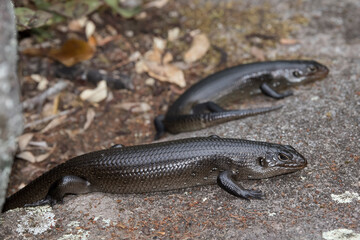 Land Mullet Lizards basking on a rock