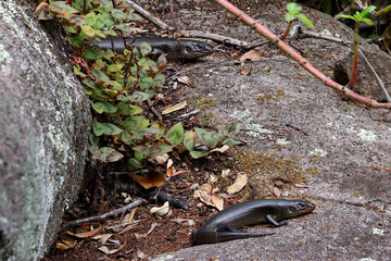 Land Mullet Lizards basking on a rock