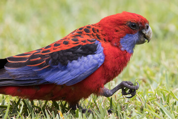 Crimson Rosella feeding on grass seeds