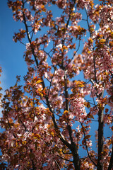 Pink cherry blossom tree looking up to sky.