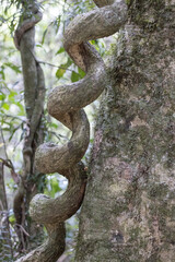 Vine growing around a tree in Queensland rainforest