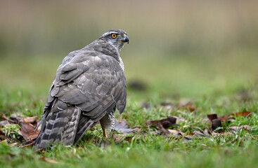 Northern goshawk ( Accipiter gentilis ) close up