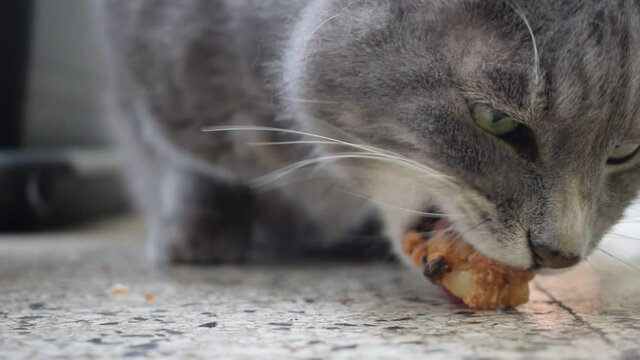 Gatto ft0207_0989 Cat eating chicken Macska eszik csirk&eacute;t Kot je kurczaka