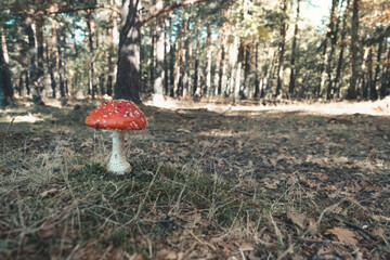 Amanita poisonous mushroom in nature