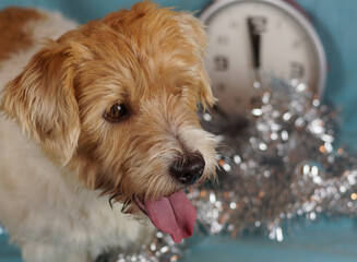 cute fluffy Jack Russell puppy on the background of blurry Christmas decorations and clocks. 
