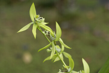 Tropical Flower Coelogyne pandurata or Kalimantan Black Orchid is blooming.