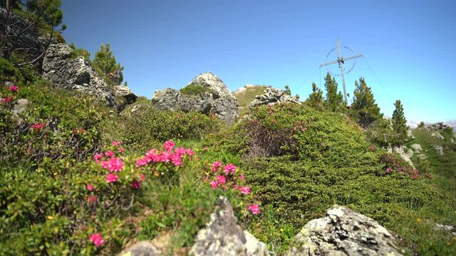 Almrose Tirol 