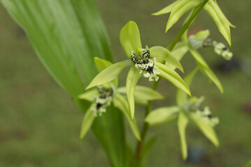 Tropical Flower Coelogyne pandurata or Kalimantan Black Orchid is blooming.