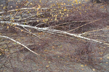 Taille de réduction