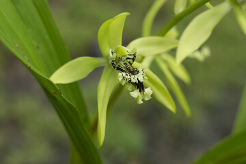 Tropical Flower Coelogyne pandurata or Kalimantan Black Orchid is blooming.