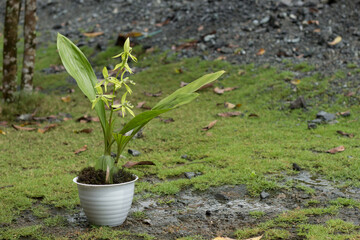 Borneo Black Orchid or Coelogyne pandurata is blooming.