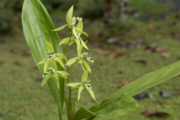 Borneo Black Orchid or Coelogyne pandurata is blooming.