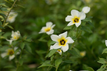 Turnera Sabulata or Turnera ulmifolia flowers are in bloom.