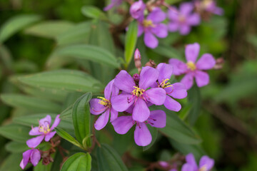 Senggani or Melastoma candidum flower is blooming.