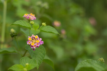 Obraz premium The Lantana Camara flower plant also known as Saliara, Tembelekan or Tahi Ayam is blooming in the wild.