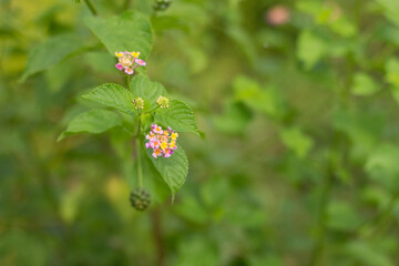 The Lantana Camara flower plant also known as Saliara, Tembelekan or Tahi Ayam is blooming in the wild.