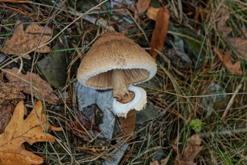 one brown toadstool mushroom growing among dry grass and fallen leaves in the autumn forest