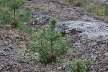 row of small green pine trees on gray sand in nature in the forest
