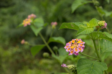 The Lantana Camara flower plant also known as Saliara, Tembelekan or Tahi Ayam is blooming in the wild.