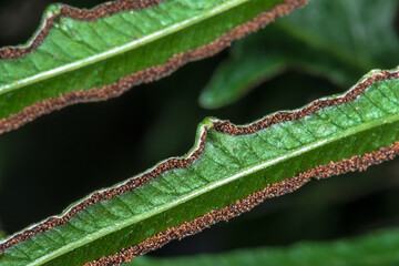 Sori and Sporophylls of Anemia Fern (Anemia phyllitidis)