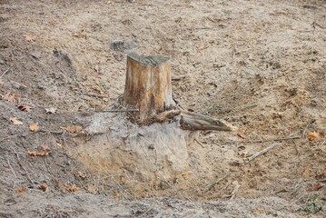 one brown stump of a pine tree with a root in gray sand on nature in the forest