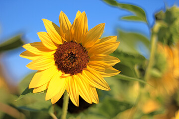 Sunflower - helianthus