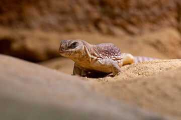 Lizard, Prague zoo